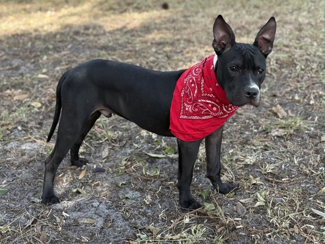 Enlarge James Dean, a ADOPTABLE Mixed Breed in Lake Worth, FL image 4/6