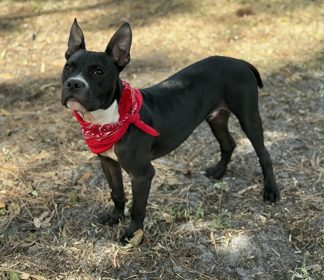 Enlarge James Dean, a ADOPTABLE Mixed Breed in Lake Worth, FL image 6/6