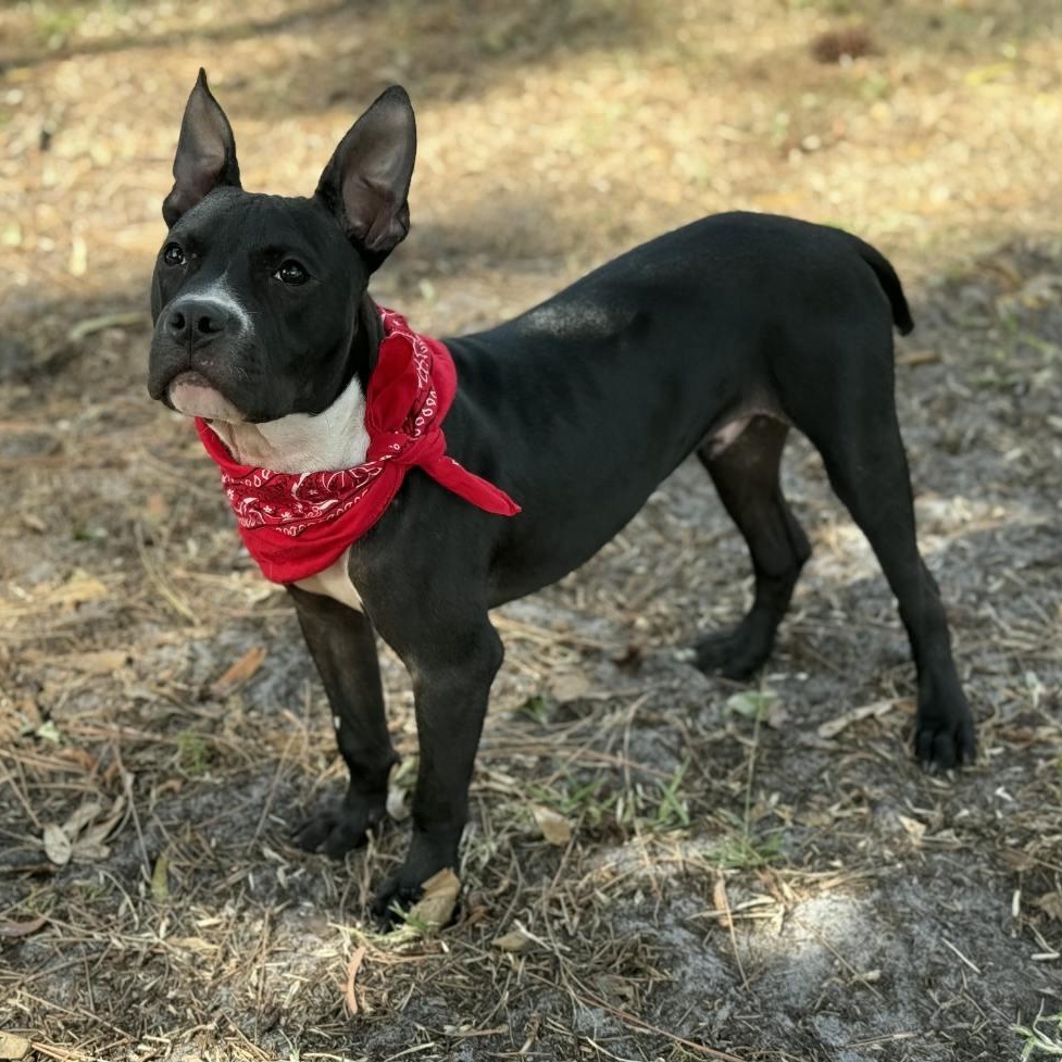 James Dean, ADOPTABLE, Young Male Mixed Breed.