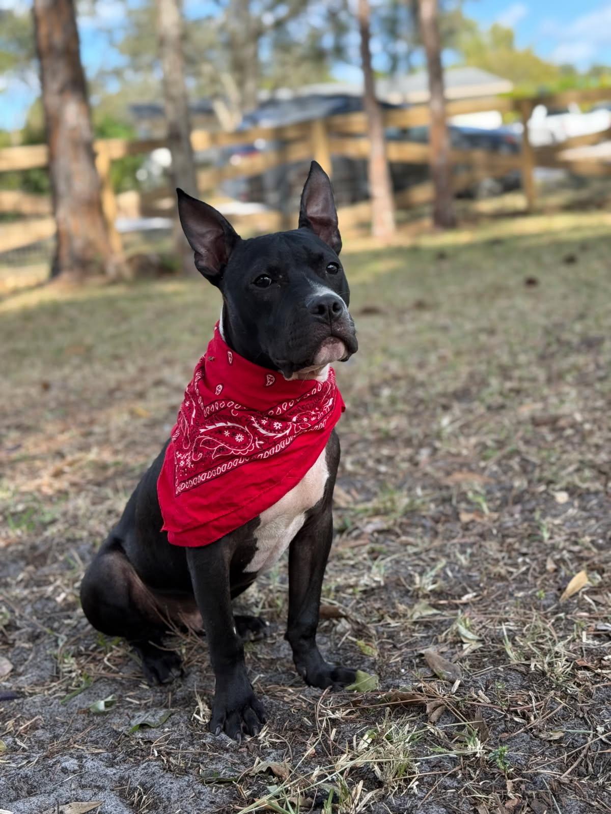 Enlarge James Dean, a ADOPTABLE Mixed Breed in Lake Worth, FL image 5/6