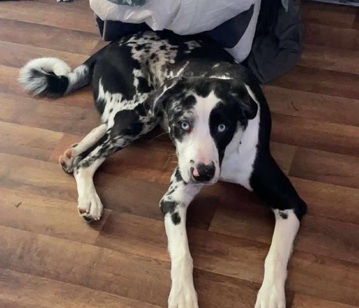Moose, adopted, Young Male Catahoula Leopard Dog & Australian Shepherd.