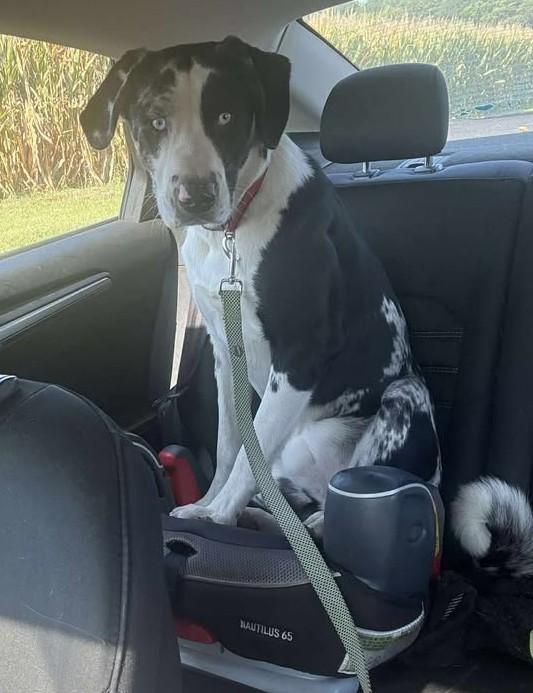 Moose, an adopted mixed breed in Queenstown, MD image 2/5