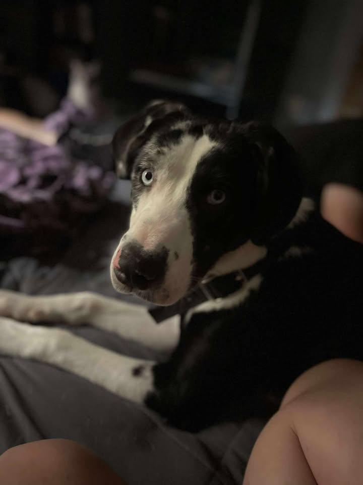 Moose, an adopted mixed breed in Queenstown, MD image 4/5