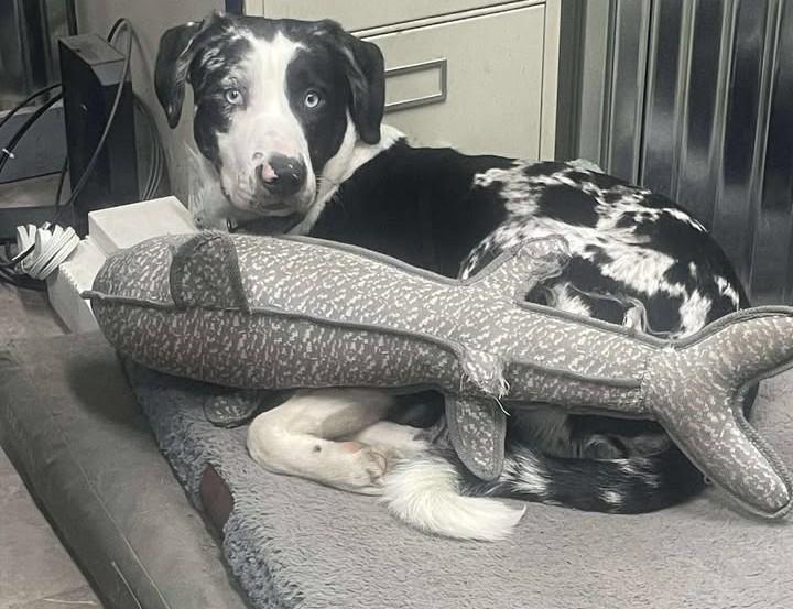 Moose, an adopted mixed breed in Queenstown, MD image 5/5