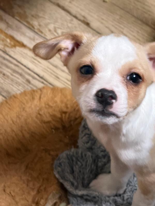 Enlarge Bobby, a Adoptable mixed breed in Hewitt, NJ image 2/2