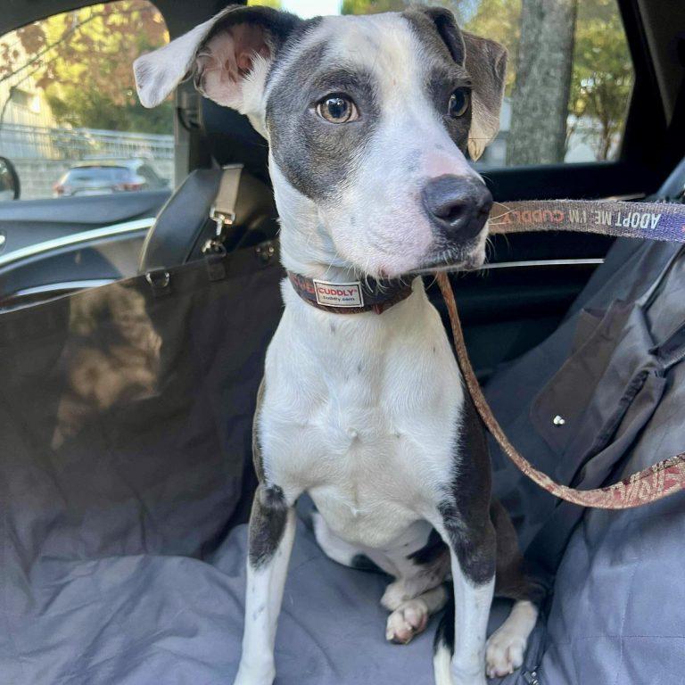 Tyson, Adoptable, Young Male Hound.