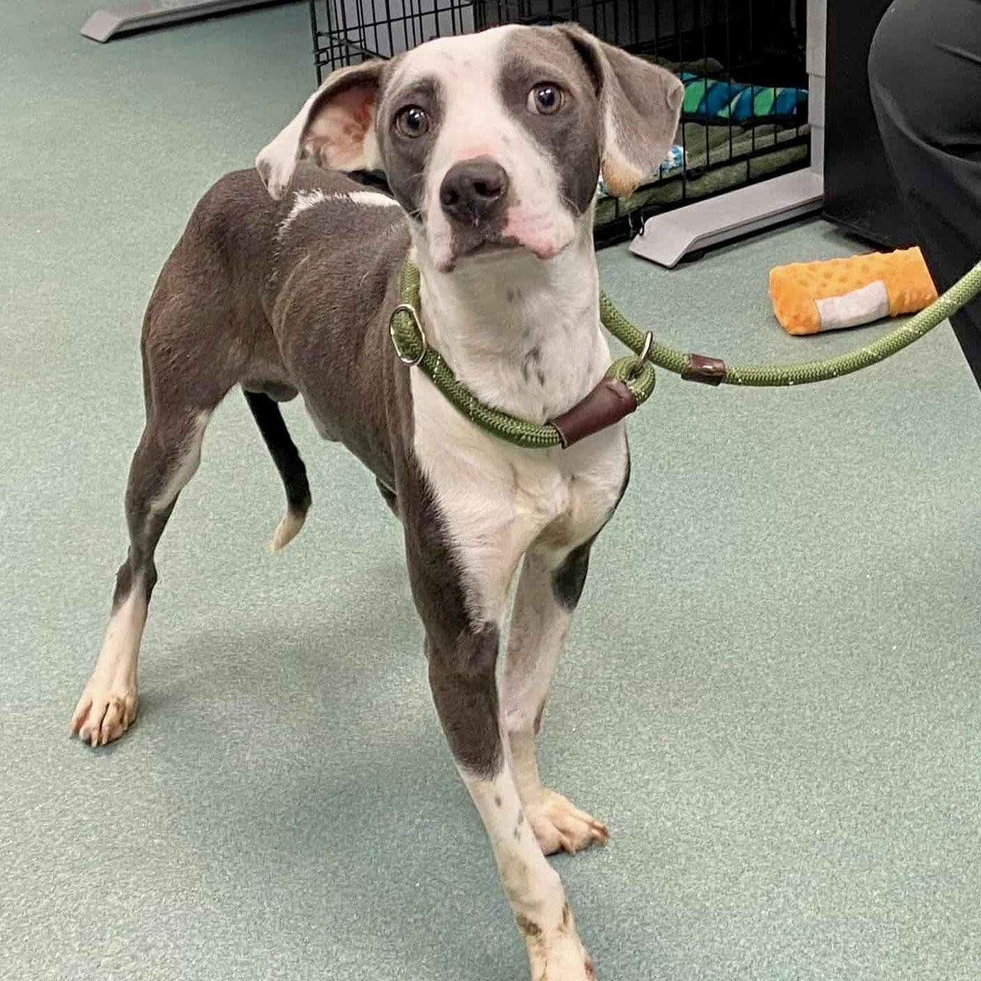 Tyson, a Adoptable Hound in Durham, NC image 2/3