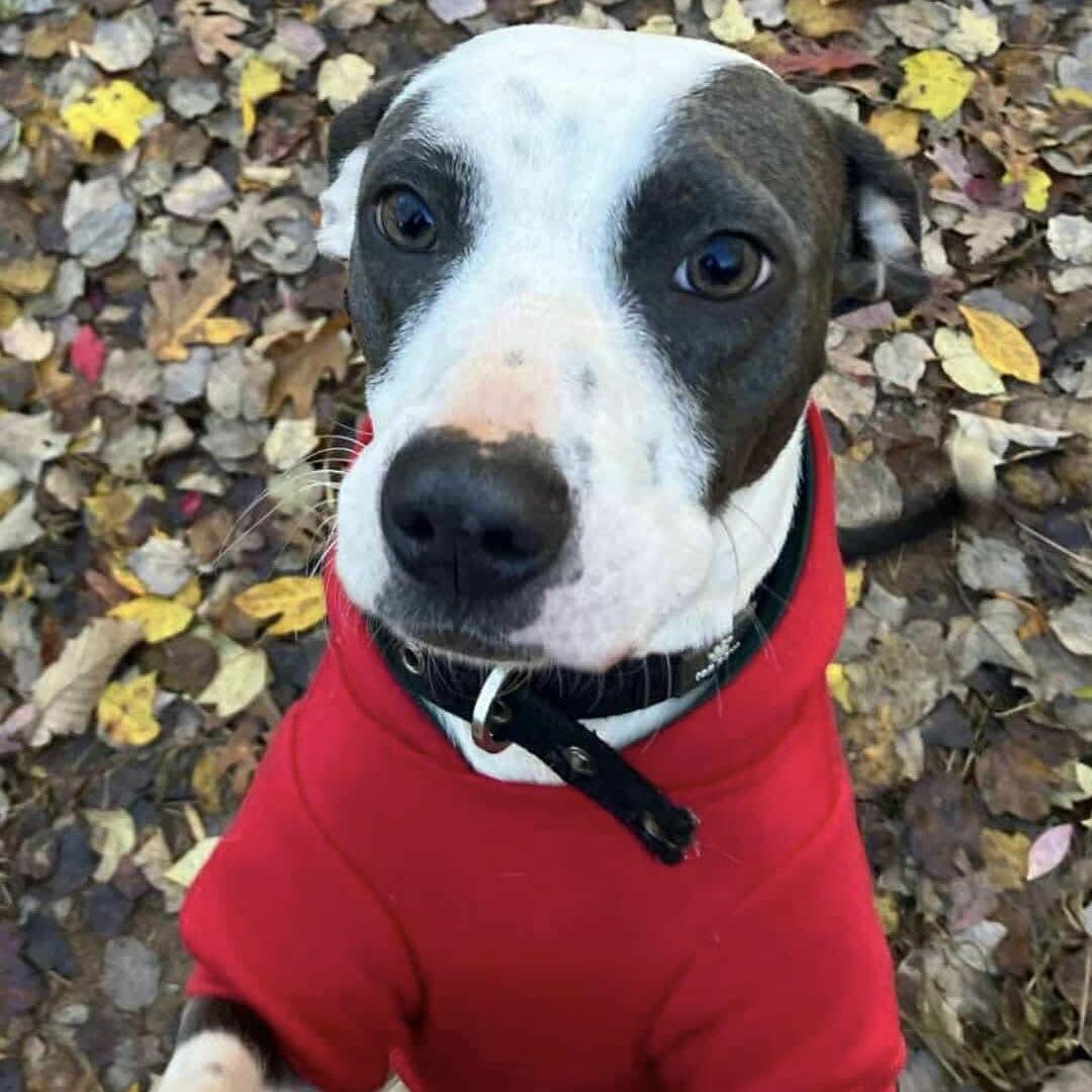 Tyson, a Adoptable Hound in Durham, NC image 3/3