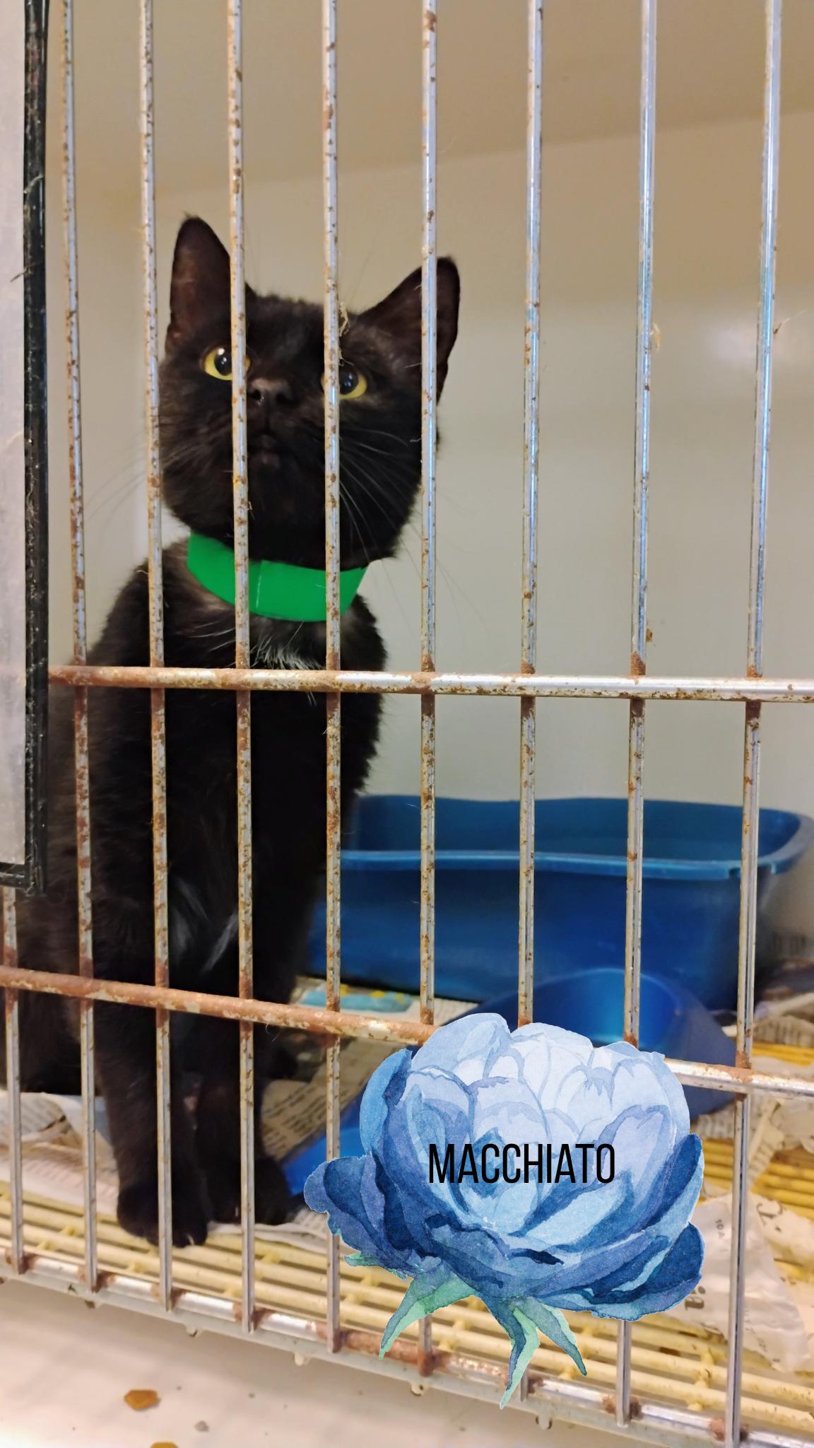 Enlarge Macchiato, a Adoptable Domestic Short Hair in Muncie, IN image 1/1