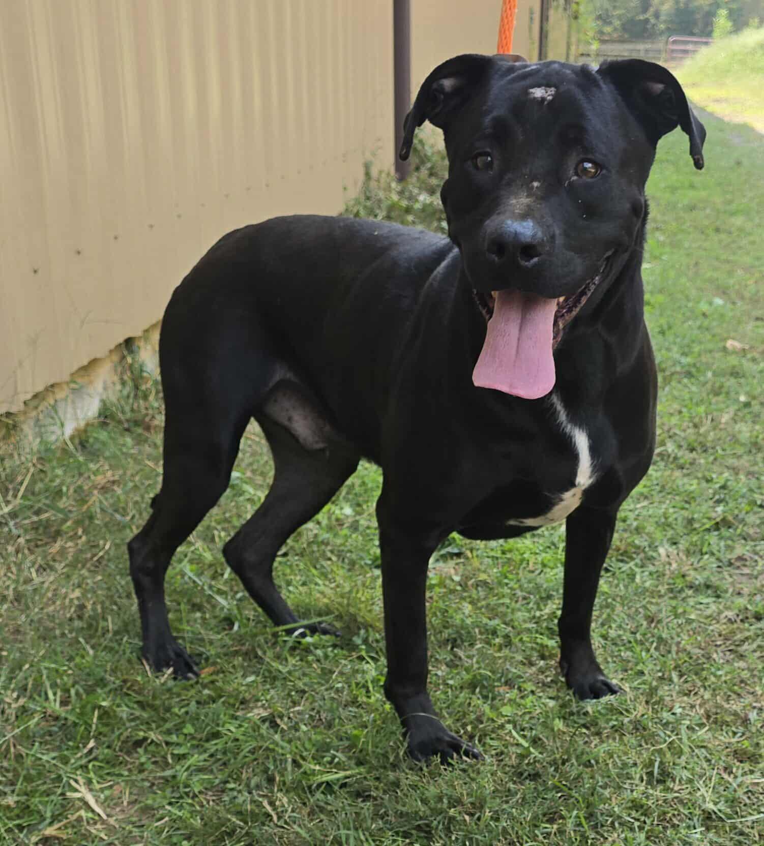 Kaiser, a Adoptable mixed breed in Newport, TN image 2/6