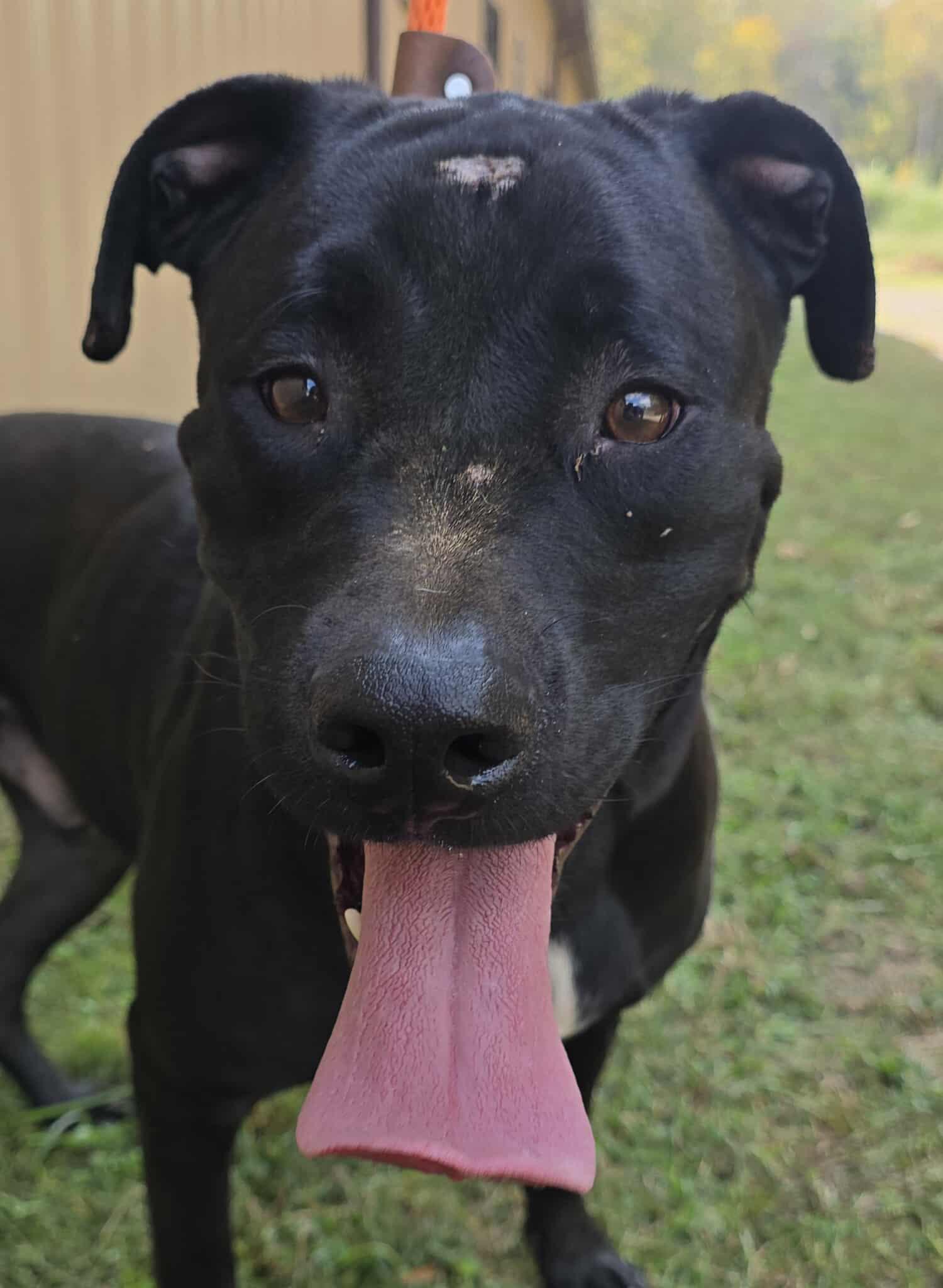 Kaiser, a Adoptable mixed breed in Newport, TN image 3/6