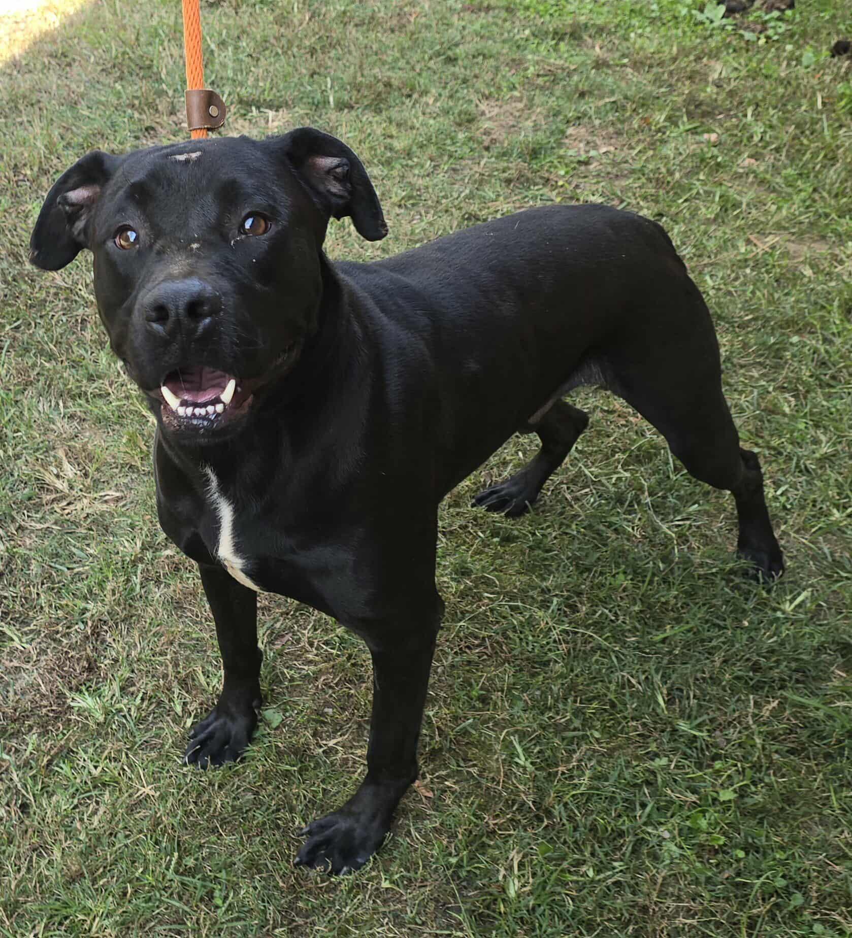Kaiser, a Adoptable mixed breed in Newport, TN image 4/6