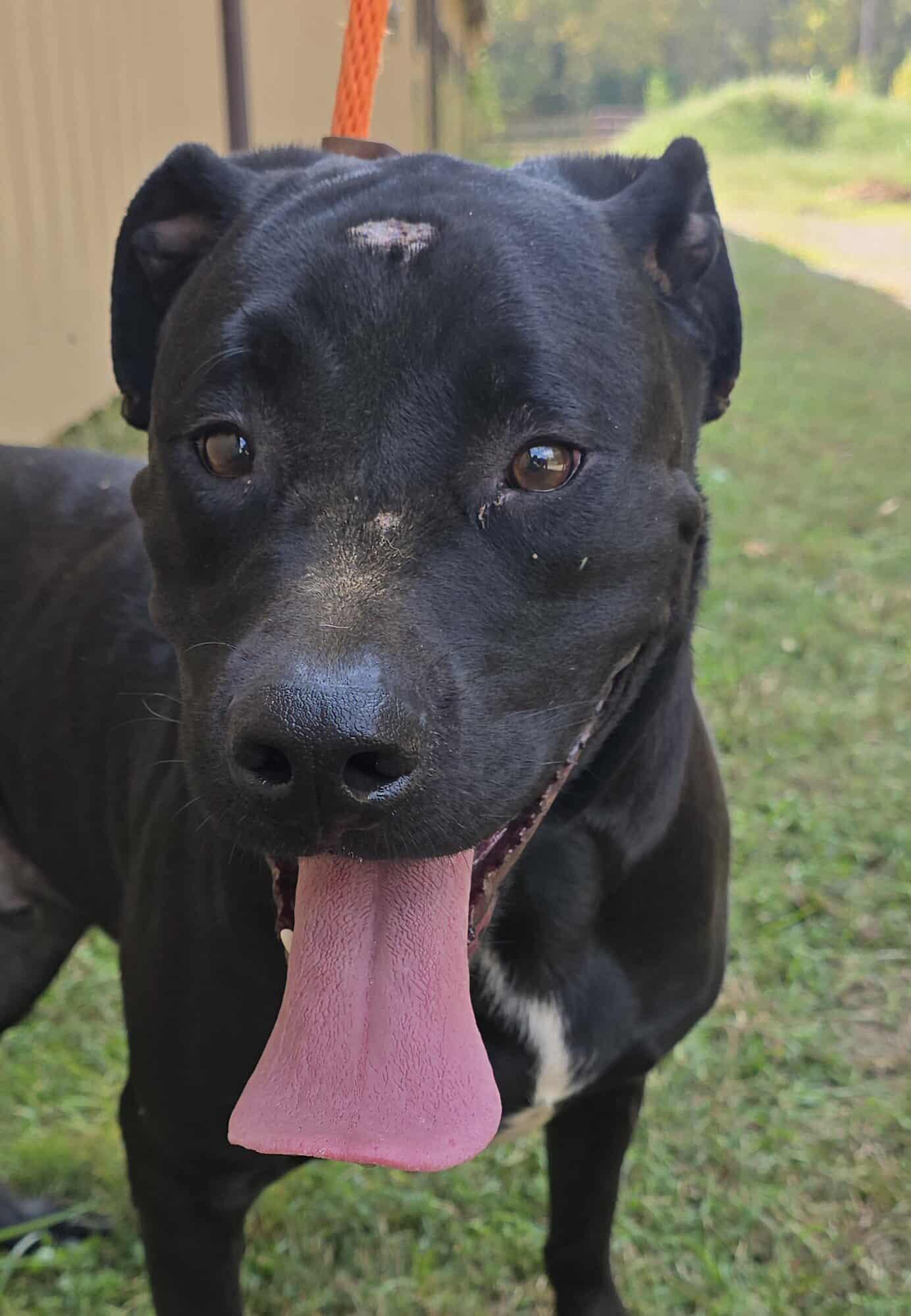 Kaiser, a Adoptable mixed breed in Newport, TN image 5/6