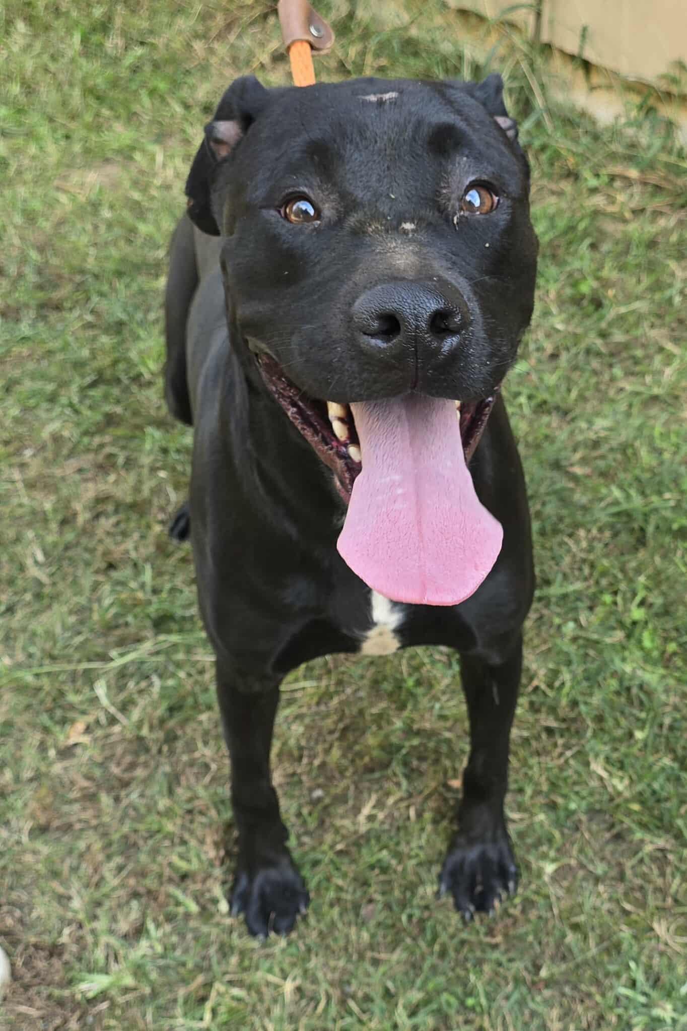 Kaiser, a Adoptable mixed breed in Newport, TN image 6/6