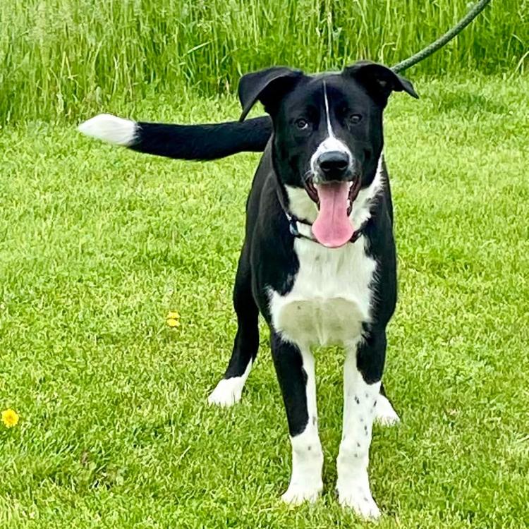 Harvey, a Adoptable Border Collie in West Plains, MO image 1/6
