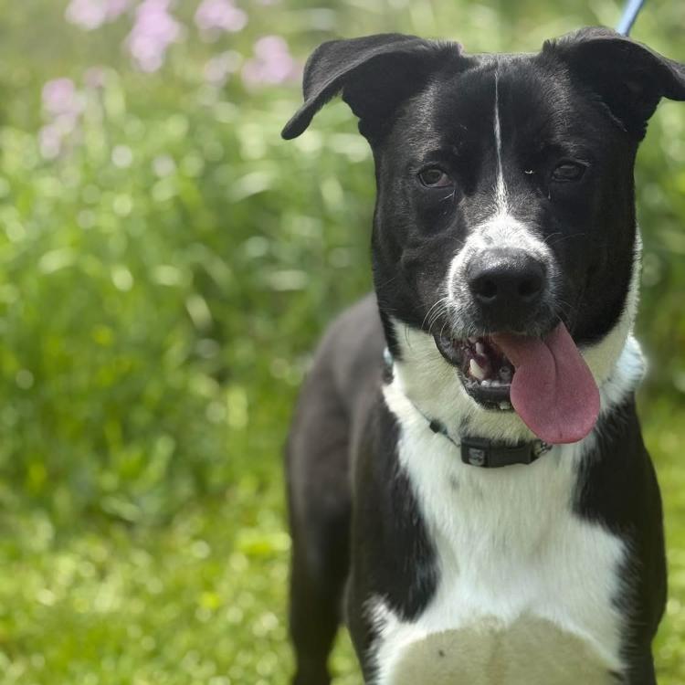 Harvey, a Adoptable Border Collie in West Plains, MO image 2/6