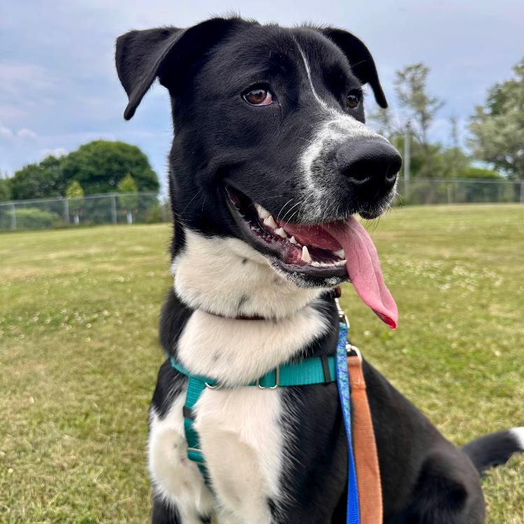 Harvey, a Adoptable Border Collie in West Plains, MO image 3/6