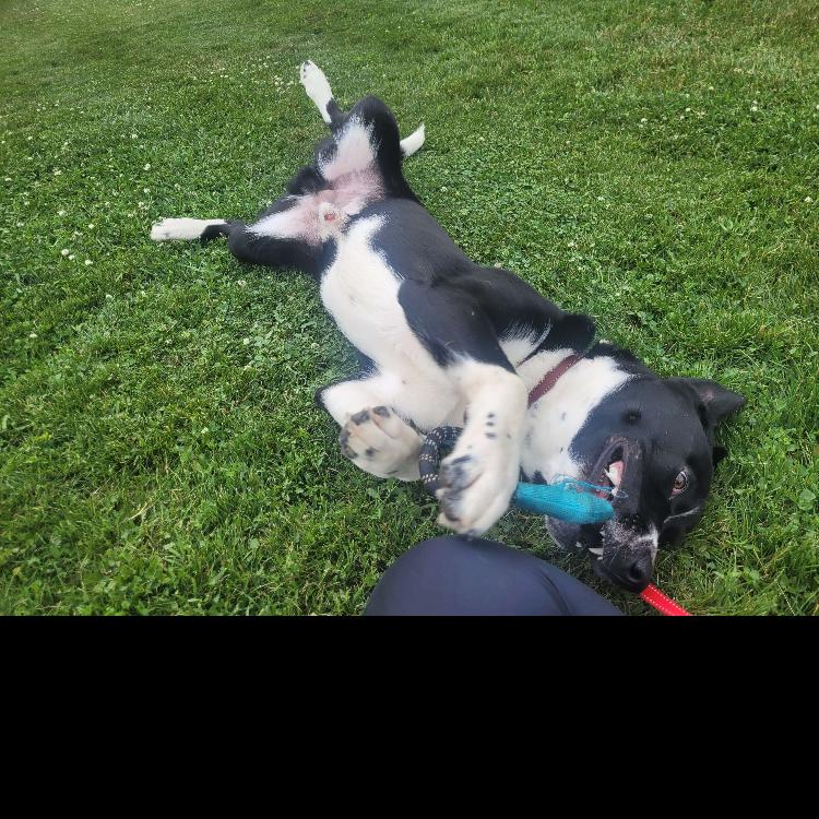 Harvey, a Adoptable Border Collie in West Plains, MO image 4/6