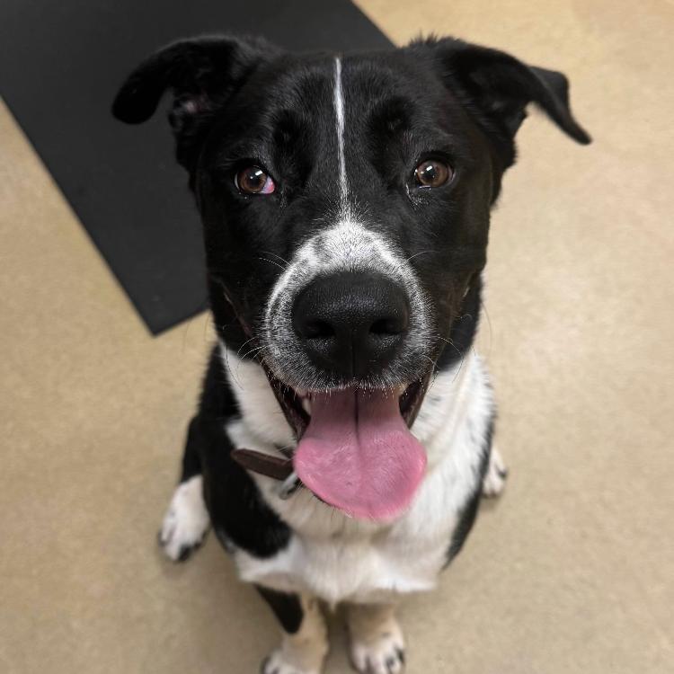 Harvey, a Adoptable Border Collie in West Plains, MO image 5/6