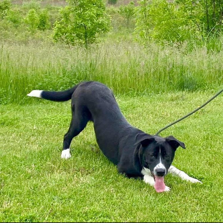 Harvey, a Adoptable Border Collie in West Plains, MO image 6/6