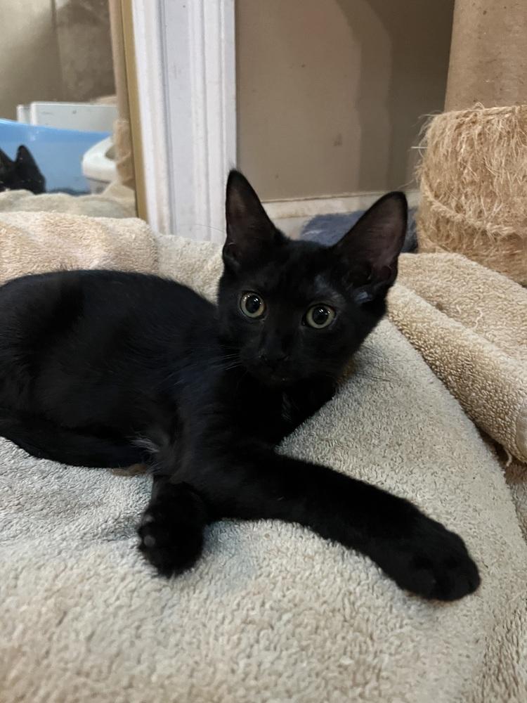 Maxie, Adoptable, Kitten Female American Shorthair.