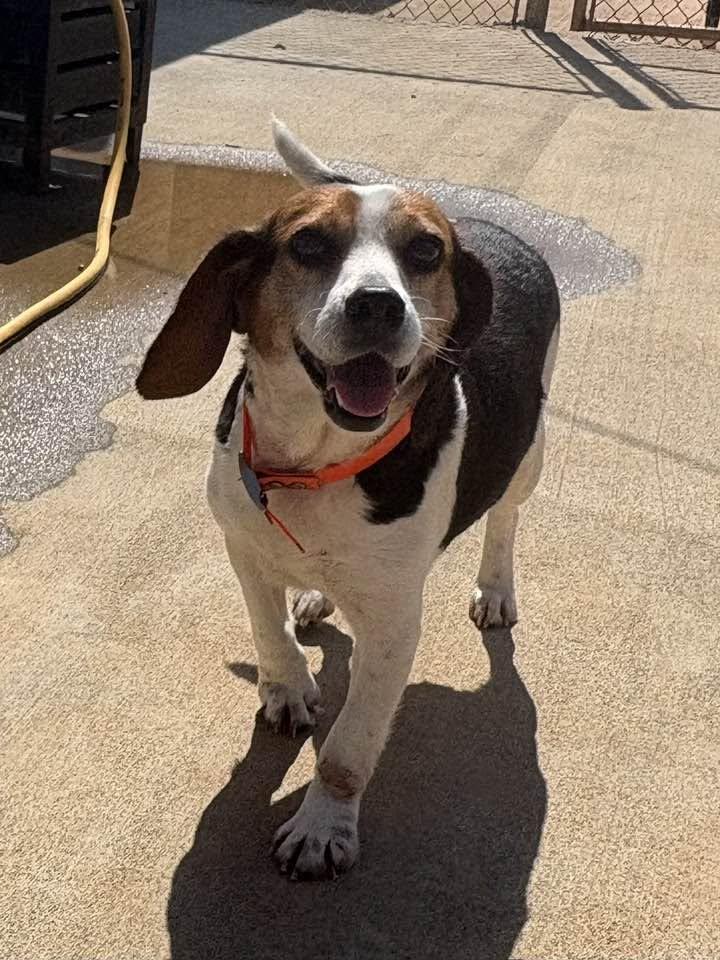 Wanda, a ADOPTABLE Beagle in Munfordville, KY image 2/2