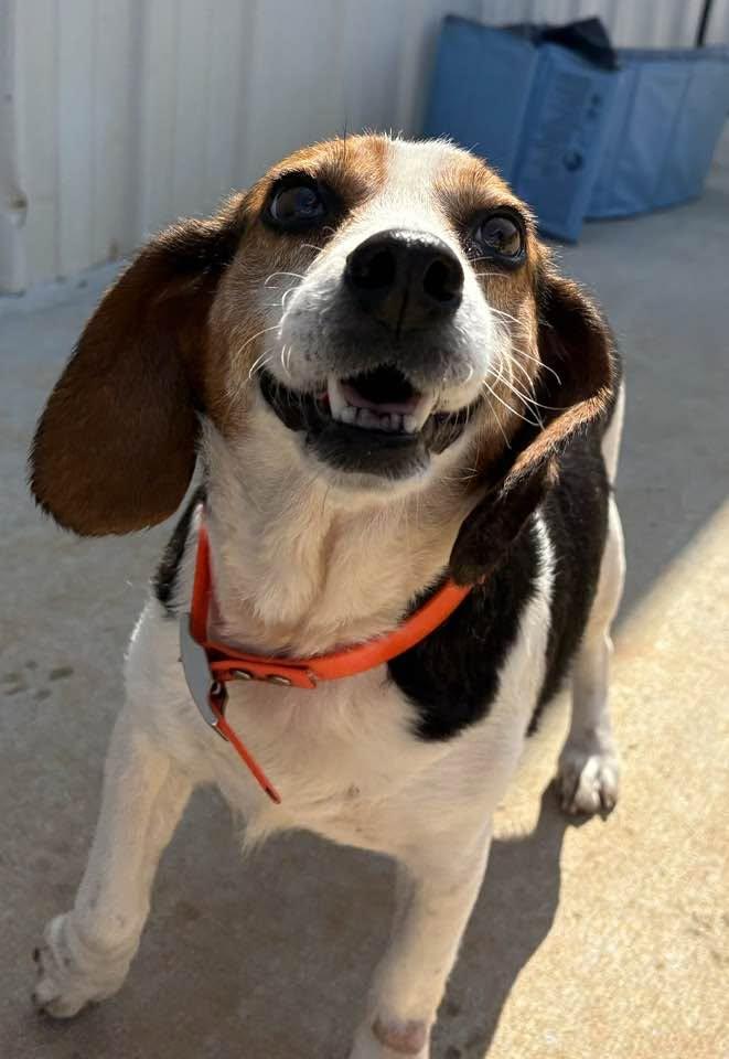 Wanda, ADOPTABLE, Adult Female Beagle.