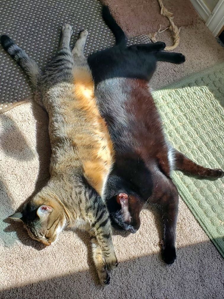 Jinx and Waldorf, a Adoptable Domestic Short Hair in Guthrie, OK image 1/12