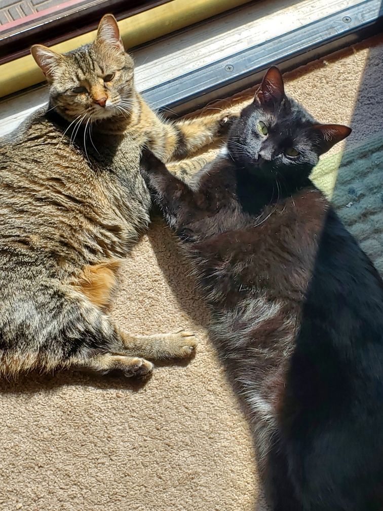 Jinx and Waldorf, a Adoptable Domestic Short Hair in Guthrie, OK image 2/12