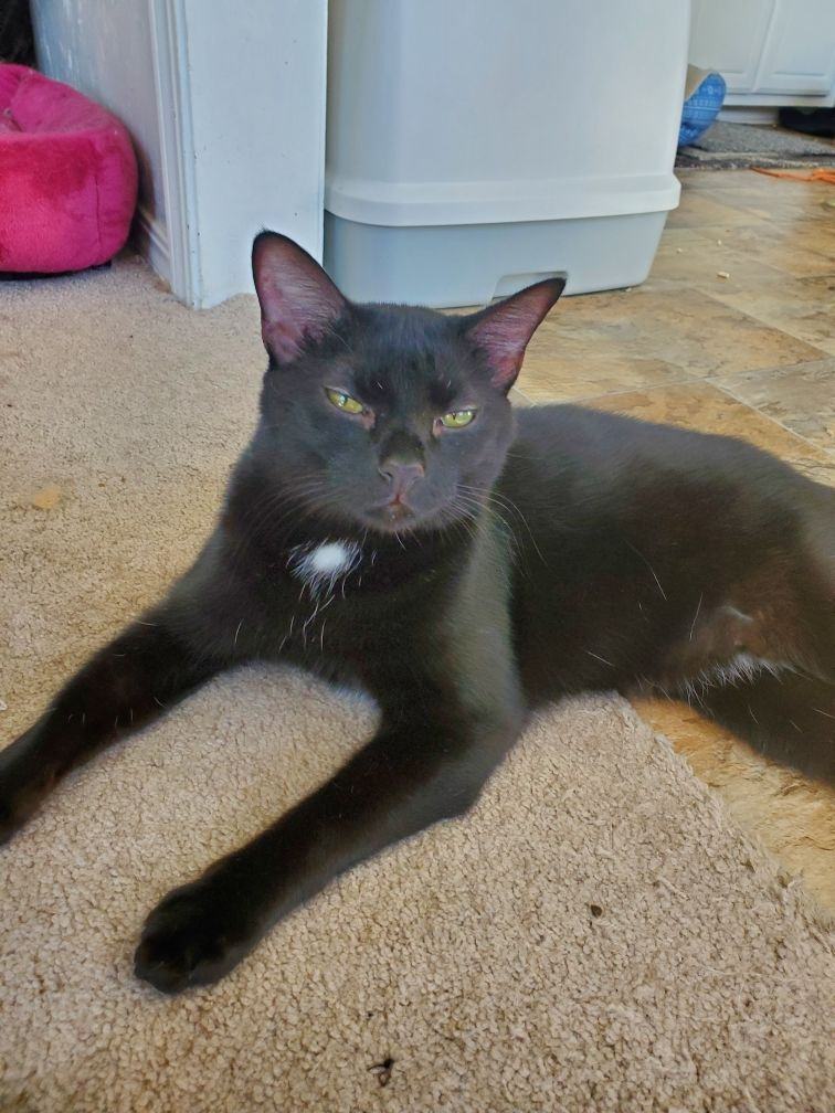 Jinx and Waldorf, a Adoptable Domestic Short Hair in Guthrie, OK image 3/12