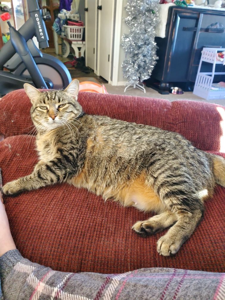 Jinx and Waldorf, a Adoptable Domestic Short Hair in Guthrie, OK image 5/12