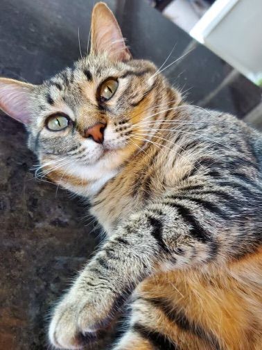 Jinx and Waldorf, a Adoptable Domestic Short Hair in Guthrie, OK image 6/12