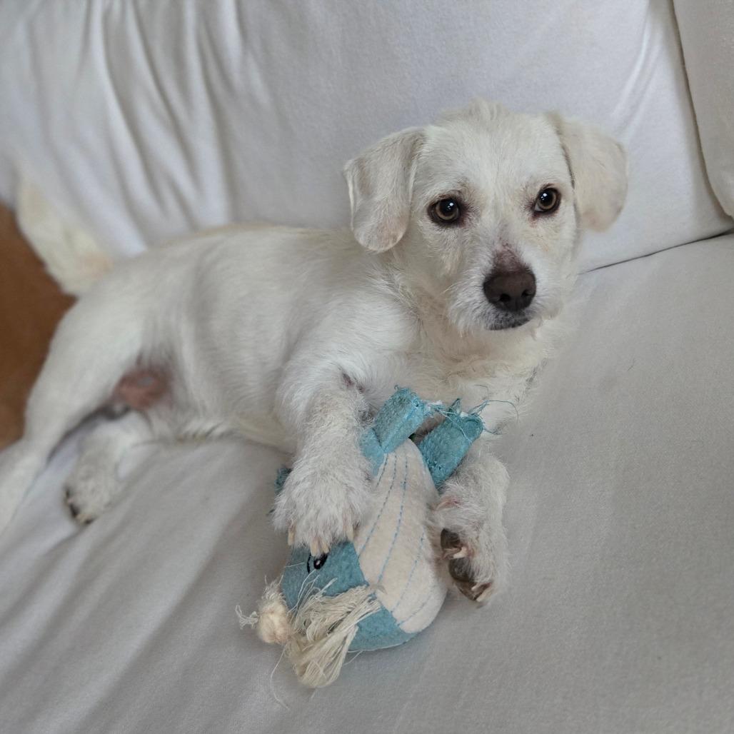 Pablo, Adoptable, Young Male Terrier.