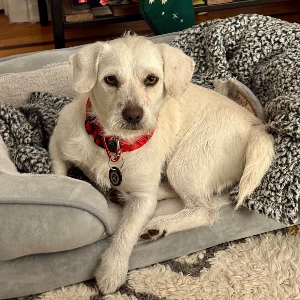 Enlarge Pablo, a Adoptable Terrier in Brooklyn, NY image 2/6