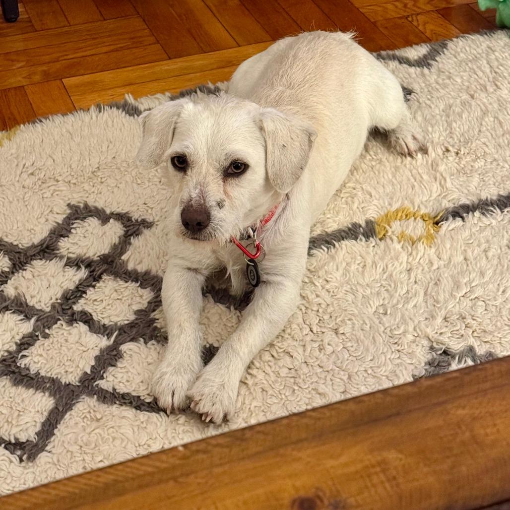 Enlarge Pablo, a Adoptable Terrier in Brooklyn, NY image 3/6