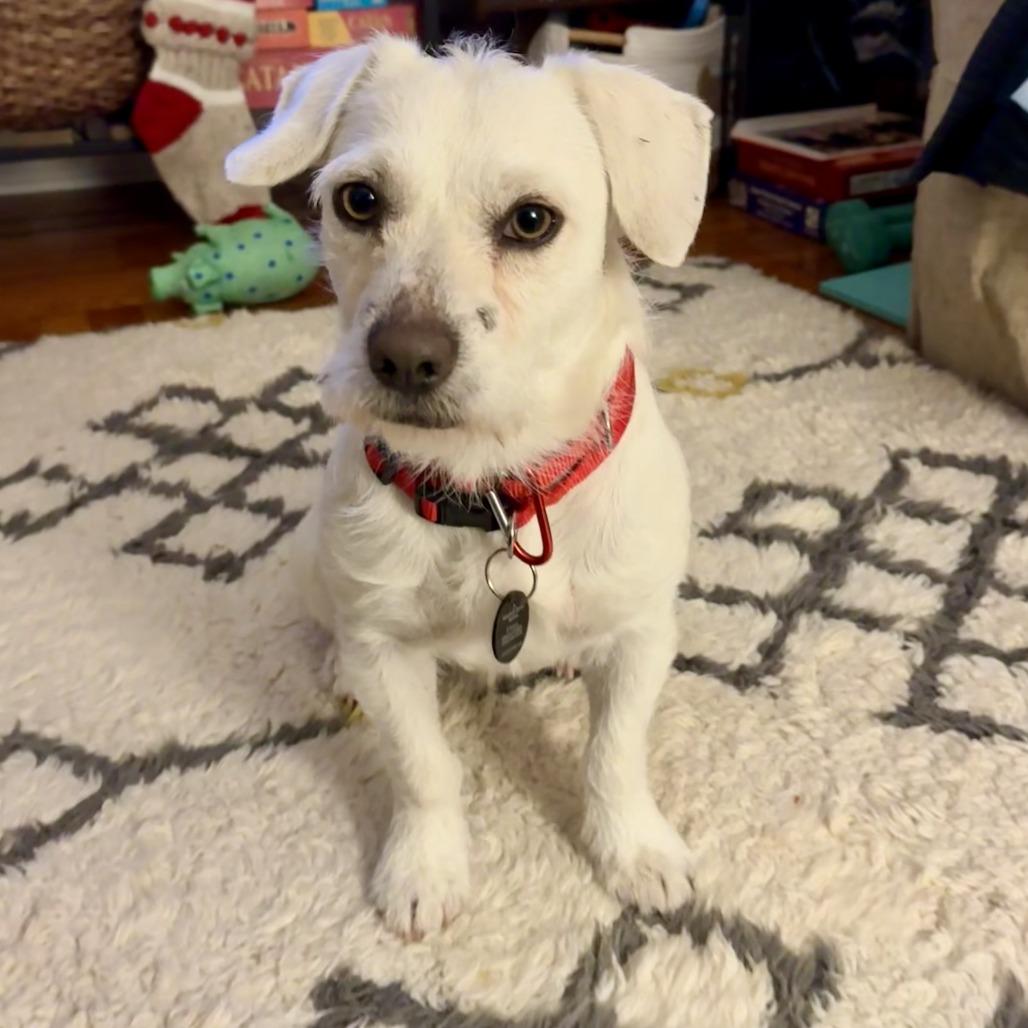Enlarge Pablo, a Adoptable Terrier in Brooklyn, NY image 4/6
