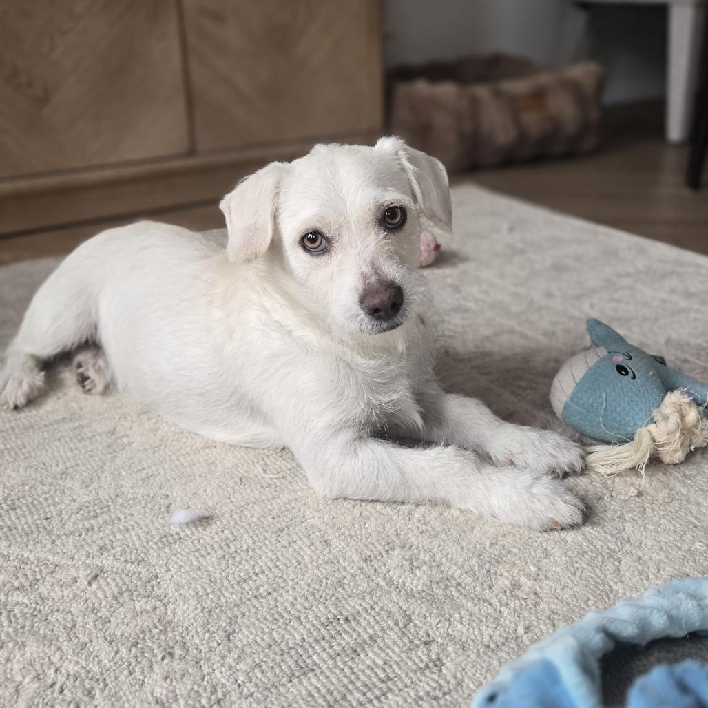 Enlarge Pablo, a Adoptable Terrier in Brooklyn, NY image 5/6