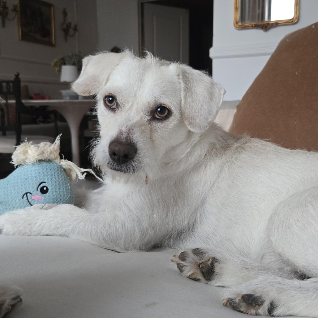Enlarge Pablo, a Adoptable Terrier in Brooklyn, NY image 5/6