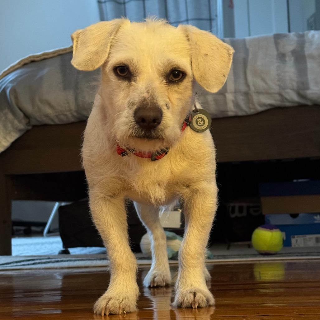 Enlarge Pablo, a Adoptable Terrier in Brooklyn, NY image 6/6