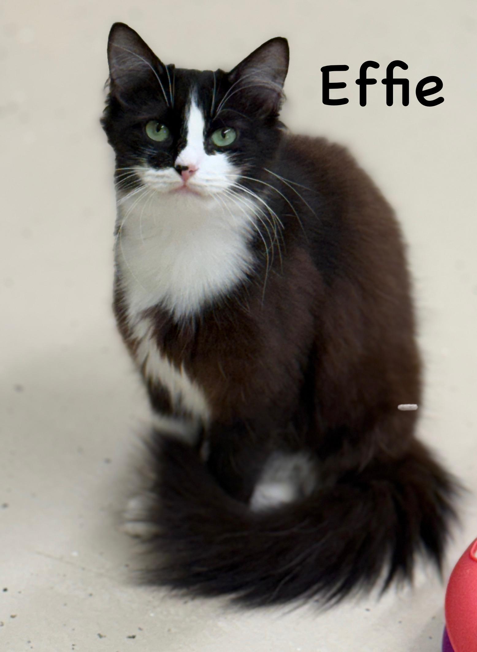Effie, Young Female unknown