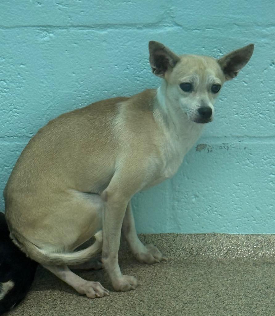 Drift, Adoptable, Young Male Chihuahua & Mixed Breed.