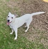 Enlarge Aspen, a ADOPTABLE mixed breed in Haltom City, TX image 1/2