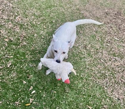 Enlarge Aspen, a ADOPTABLE mixed breed in Haltom City, TX image 2/2