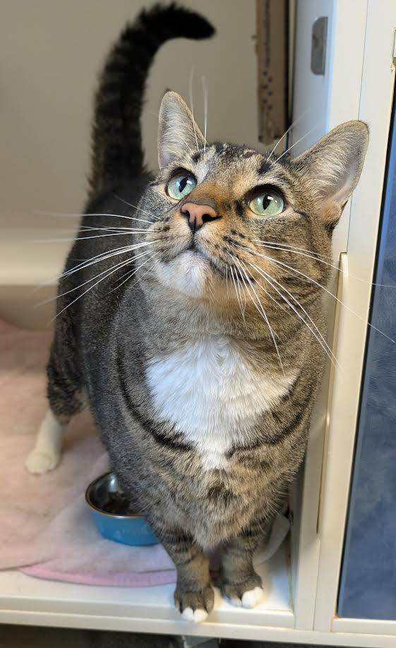 Holly, a Adoptable mixed breed in Bellingham, WA image 2/2