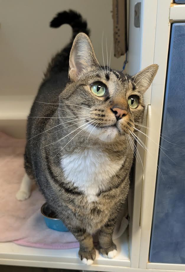 Holly, Adoptable, Adult Female Domestic Short Hair.