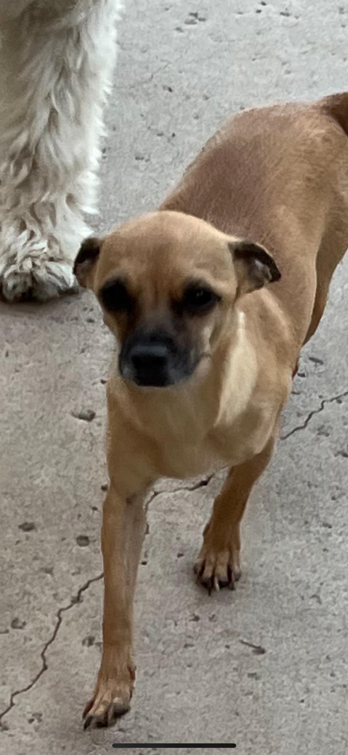 Blossom, a Adoptable Chihuahua in La Verne, CA image 1/6