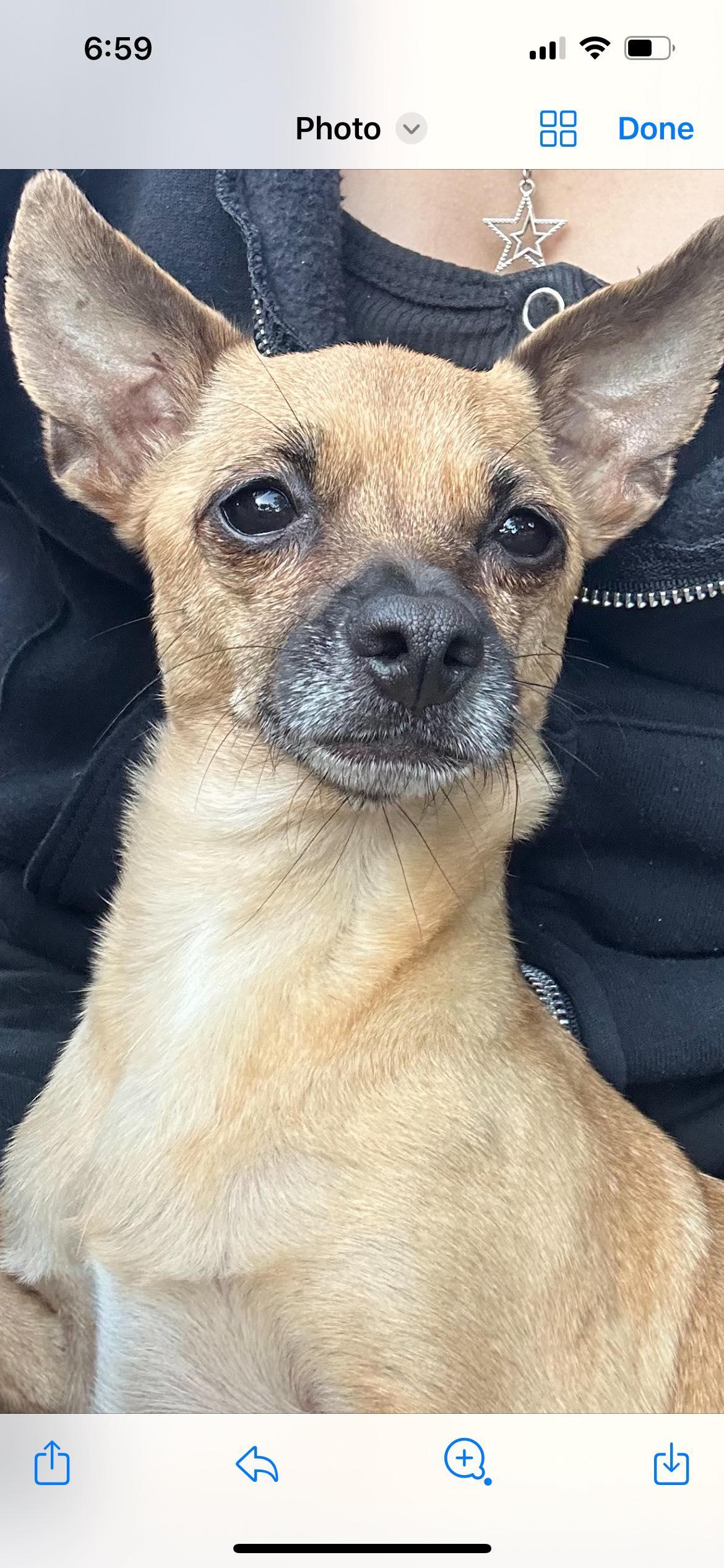 Blossom, a Adoptable Chihuahua in La Verne, CA image 3/6