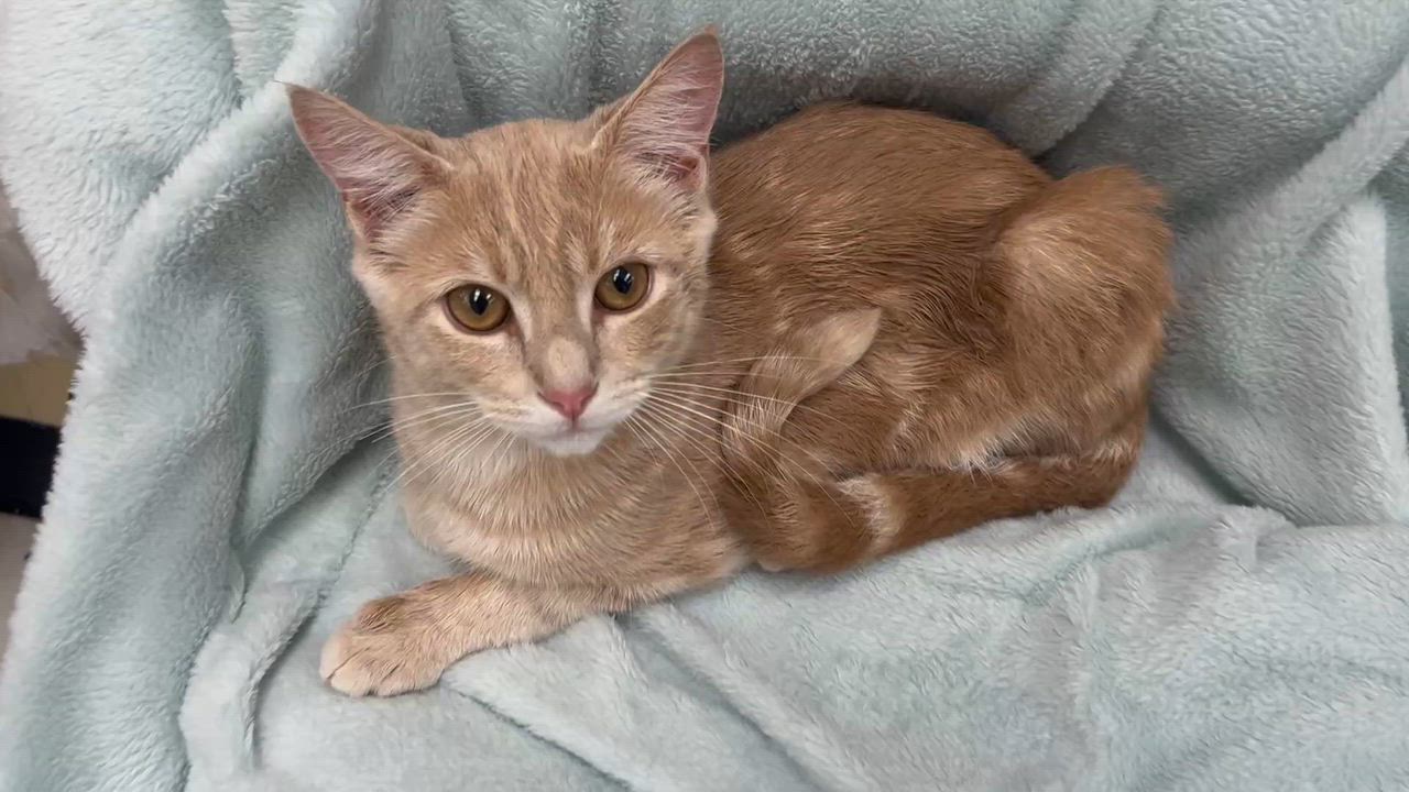 Enlarge Biscuits and Gravy, a Adopted mixed breed in Rocky Hill, CT video 5/5
