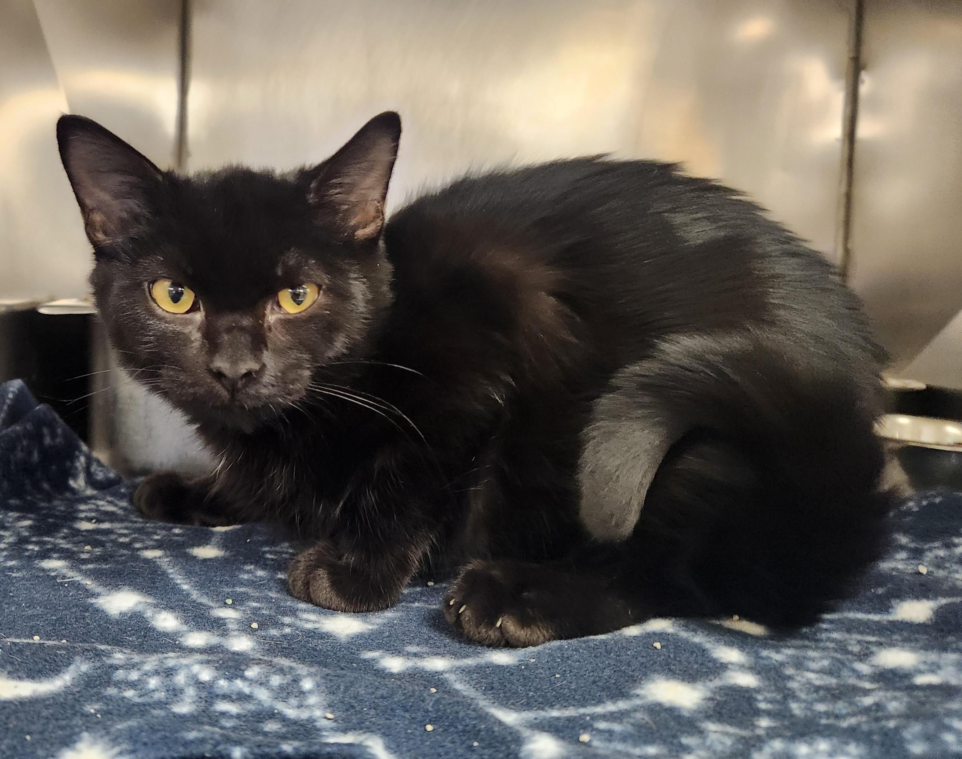 Enlarge Shadow, a Adoptable Domestic Short Hair in Clayton, NJ image 1/1