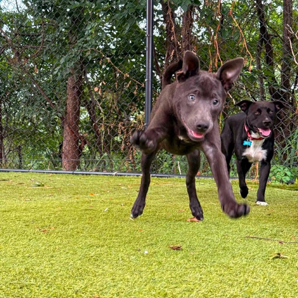 Dibs, Adoptable, Young Male Mixed Breed.